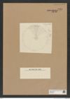 Diatomeae indet. Zeichnungen Sammlung Grunow Nr. 8960 (NHMW-BOT-W0378649)